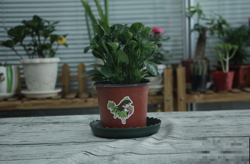 月季苗挑选很重要，规格选不对，努力白费！