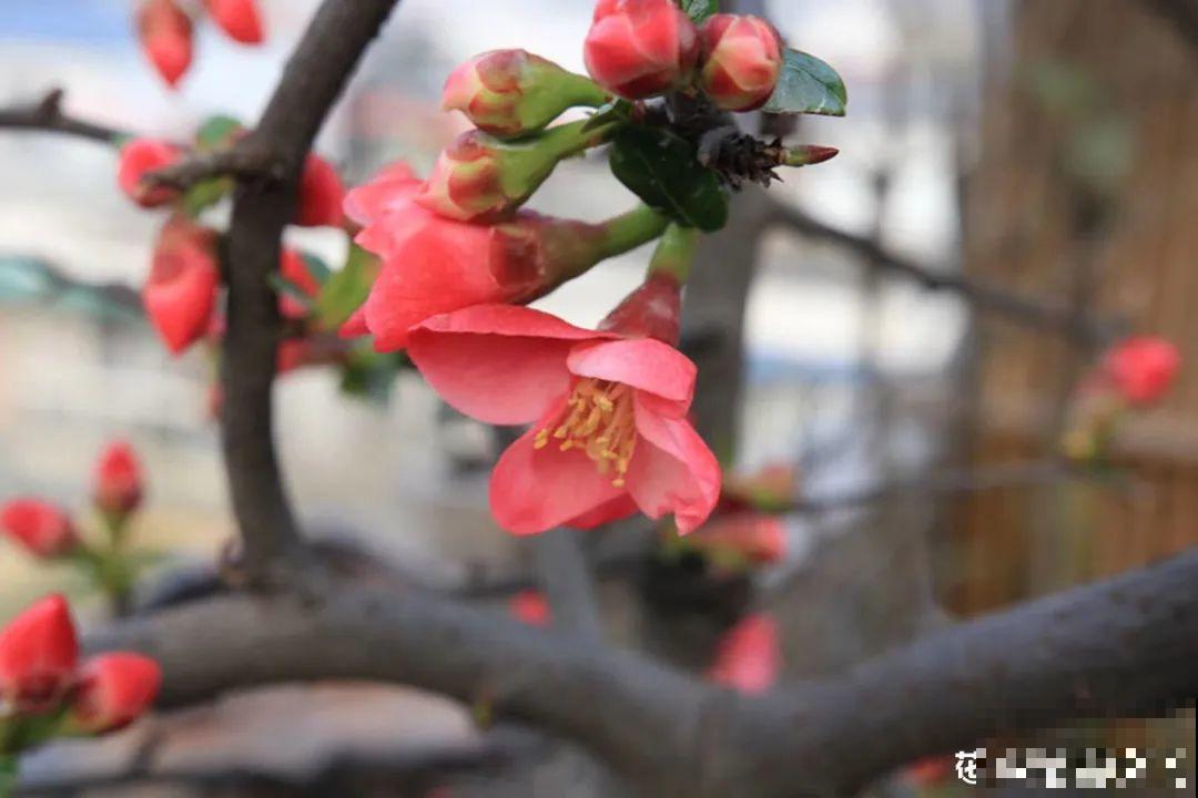 你在哪个城市，最适合养的花就是它！