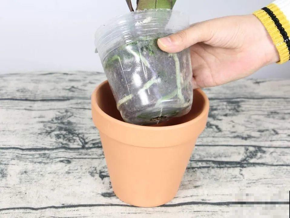 蓝色蝴蝶兰头一回见,一买就上当,养不活真生气! 蓝色蝴蝶兰头一回见,一买就上当,养不活真生气!