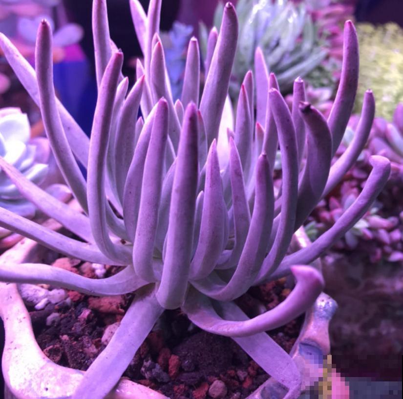 仙女杯养不好？生根太慢，催一催就好！