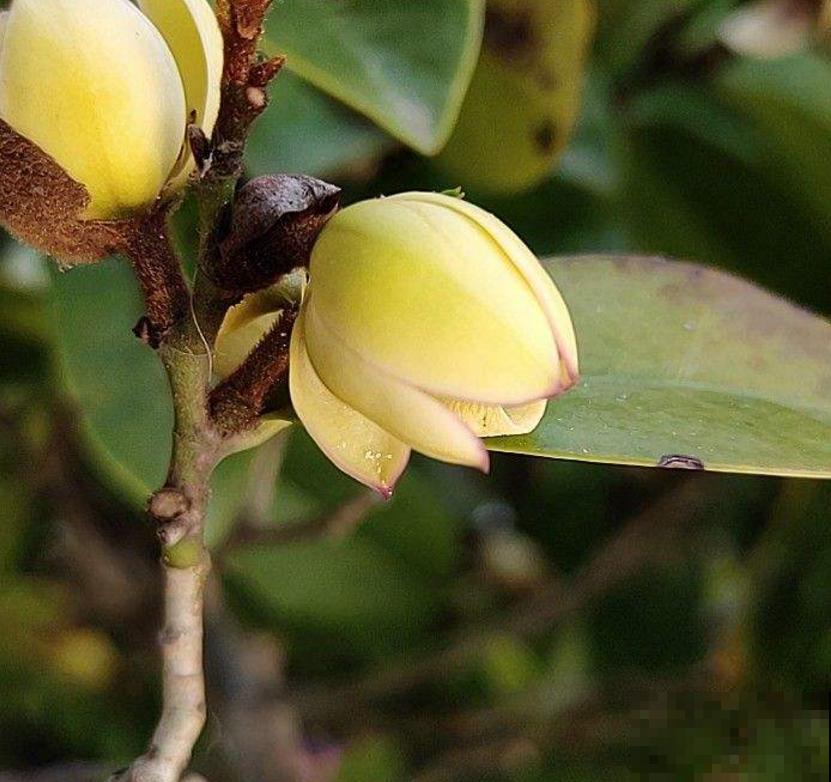 “娇羞美人”含笑花，似放非放，清香飘十里！