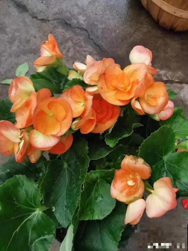 这花最娇气，叶子一喷水，立马就烂了！