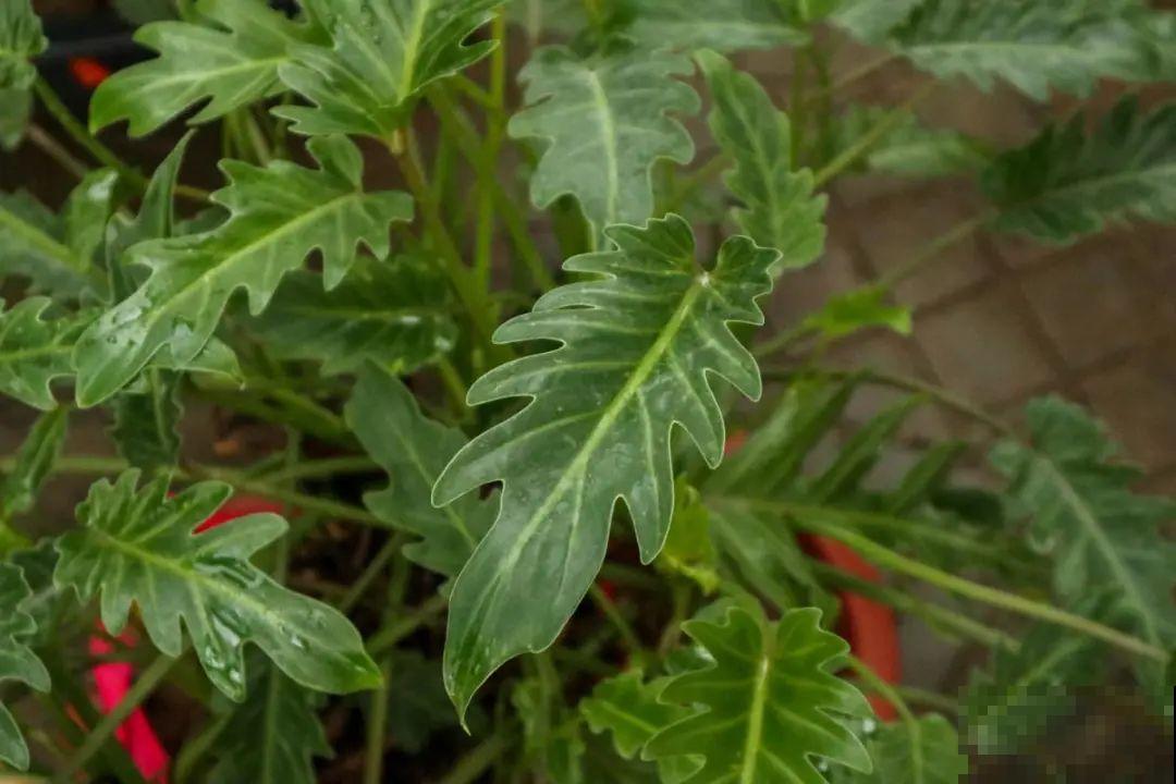 逛花市必买的花，十月入手刚刚好，不买亏大了！