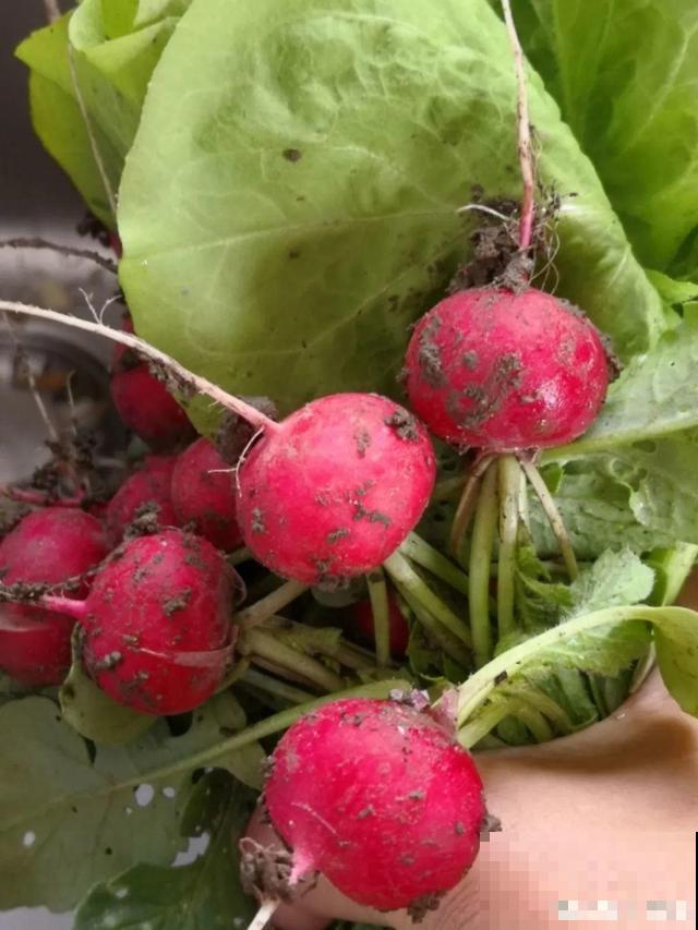 我想有个菜园子,秋天结满新鲜蔬菜,现在正收获! 我想有个菜园子,秋天结满新鲜蔬菜,现在正收获!