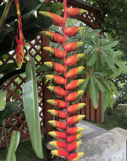 阳台种盆蝎尾蕉，一年四季开花，大气又漂亮！