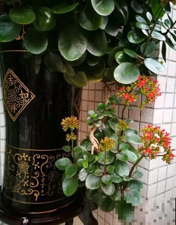 最大的长寿老桩,7年时间,养成盆景! 最大的长寿老桩,7年时间,养成盆景!