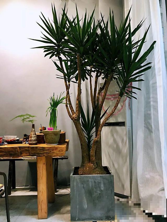 15种镇宅花，家里摆一盆，镇宅旺运超霸气！