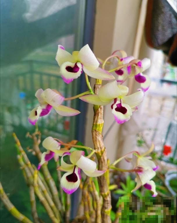 养花对身体有益，这4种花只要1种，就能养人养身心