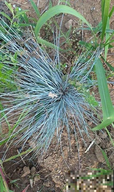 农村没人要的草，薅一把种院子里，很多土豪都在养！