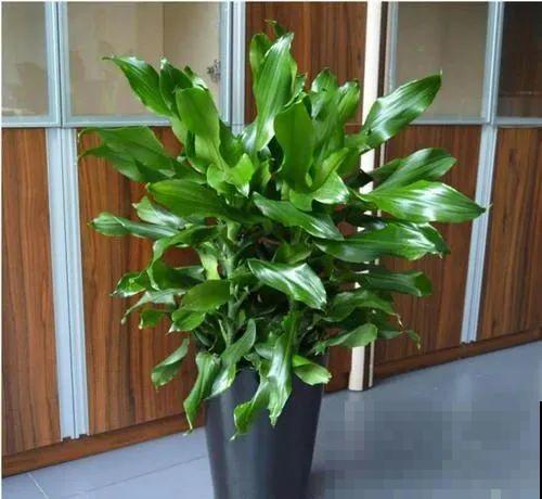 冬天就养耐阴花，没光也能开爆盆，扔角落自己疯长！