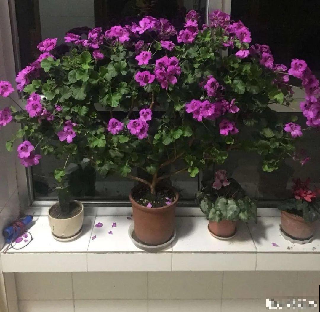 最大的长寿老桩,7年时间,养成盆景! 最大的长寿老桩,7年时间,养成盆景!