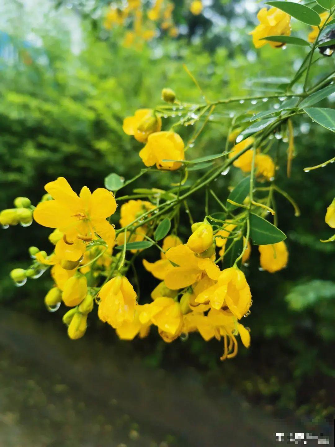 十一赏花图谱，看了啥花都认识，不用问别人！