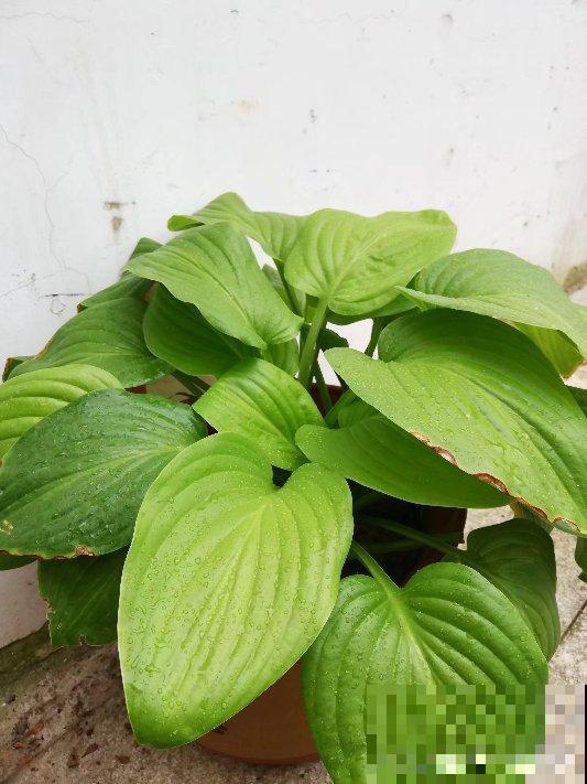 3种花冬天会“假死”，千万别丢掉，明天春天照样活！