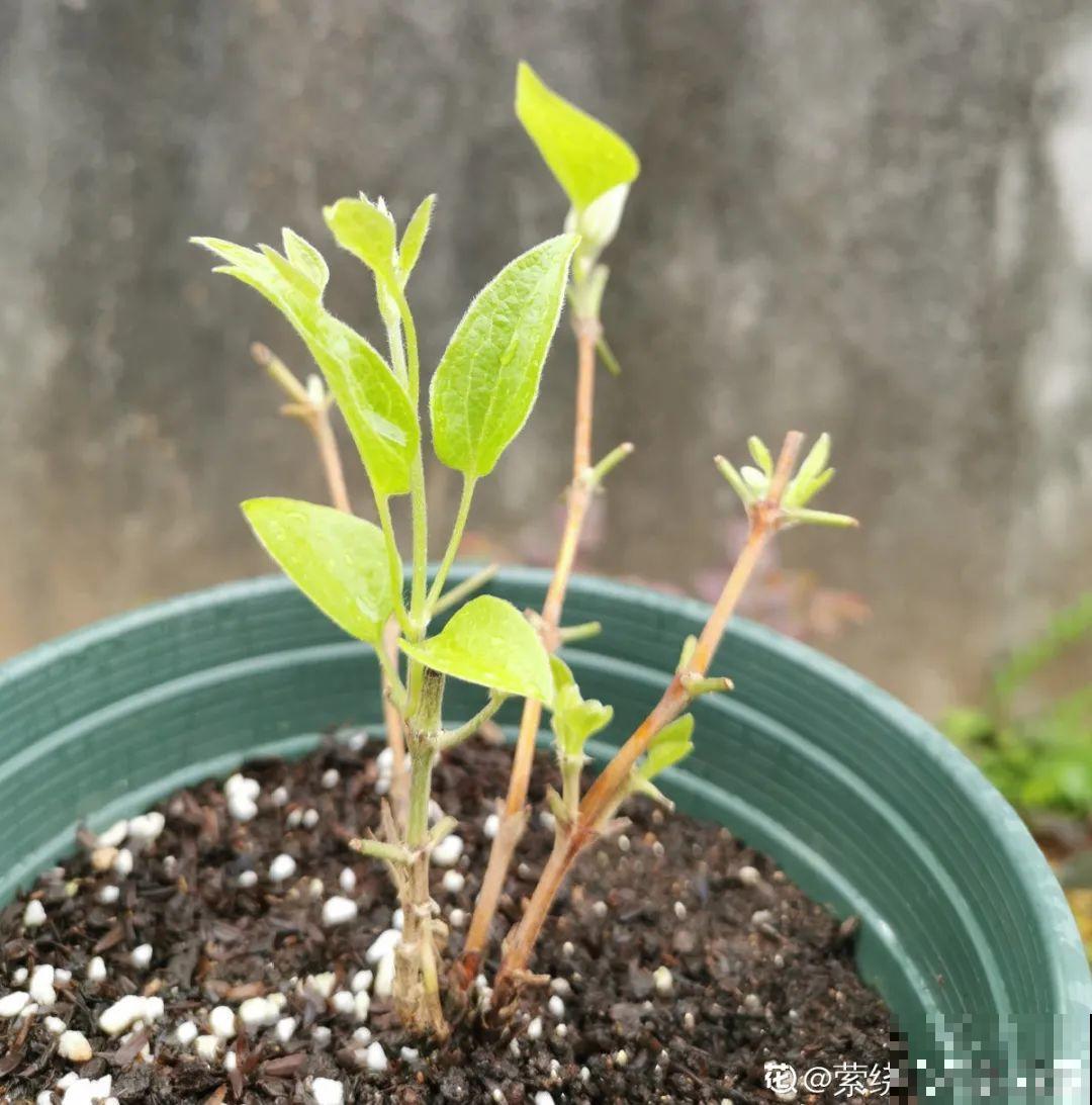 10种耐寒花，提前开始养，过冬无压力！