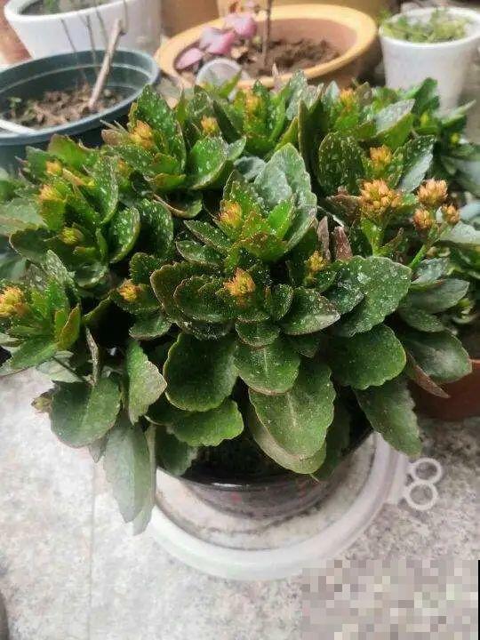 长寿花枝叶茂盛，就是不长花苞，到底怎么回事？