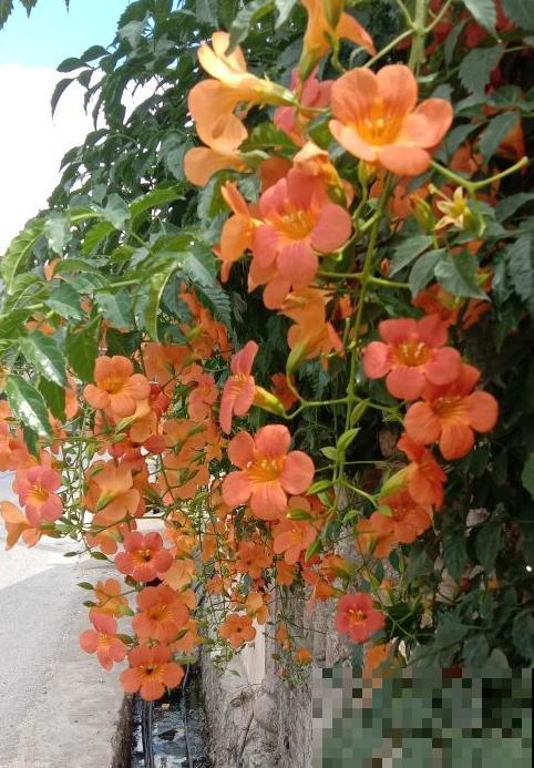 最适合院子种的花,皮实耐寒花期长,好养死不了! 最适合院子种的花,皮实耐寒花期长,好养死不了!