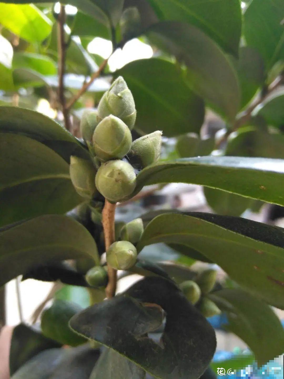 蟹爪兰冒了100个花苞，被她剪了70个，心疼！