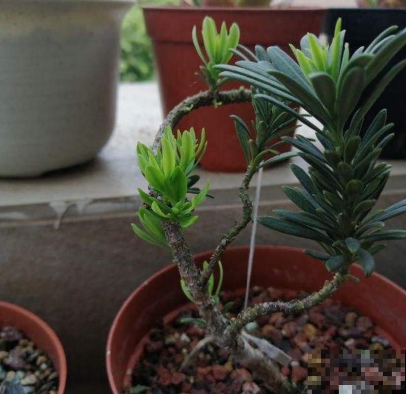 罗汉松盆景有气势，剪根枝条就能养，省钱省到家！