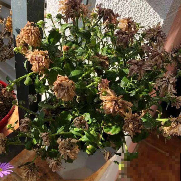 养花不能随意,一不小心就死翘翘,心太累! 养花不能随意,一不小心就死翘翘,心太累!