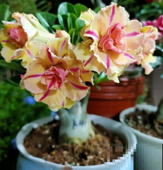 不是所有花都喜水，这3种是例外，渴着就好！