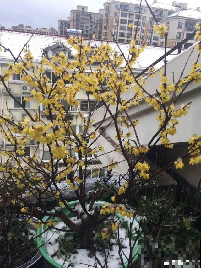 天凉了，9种花不能修剪，剪了以后不开花！