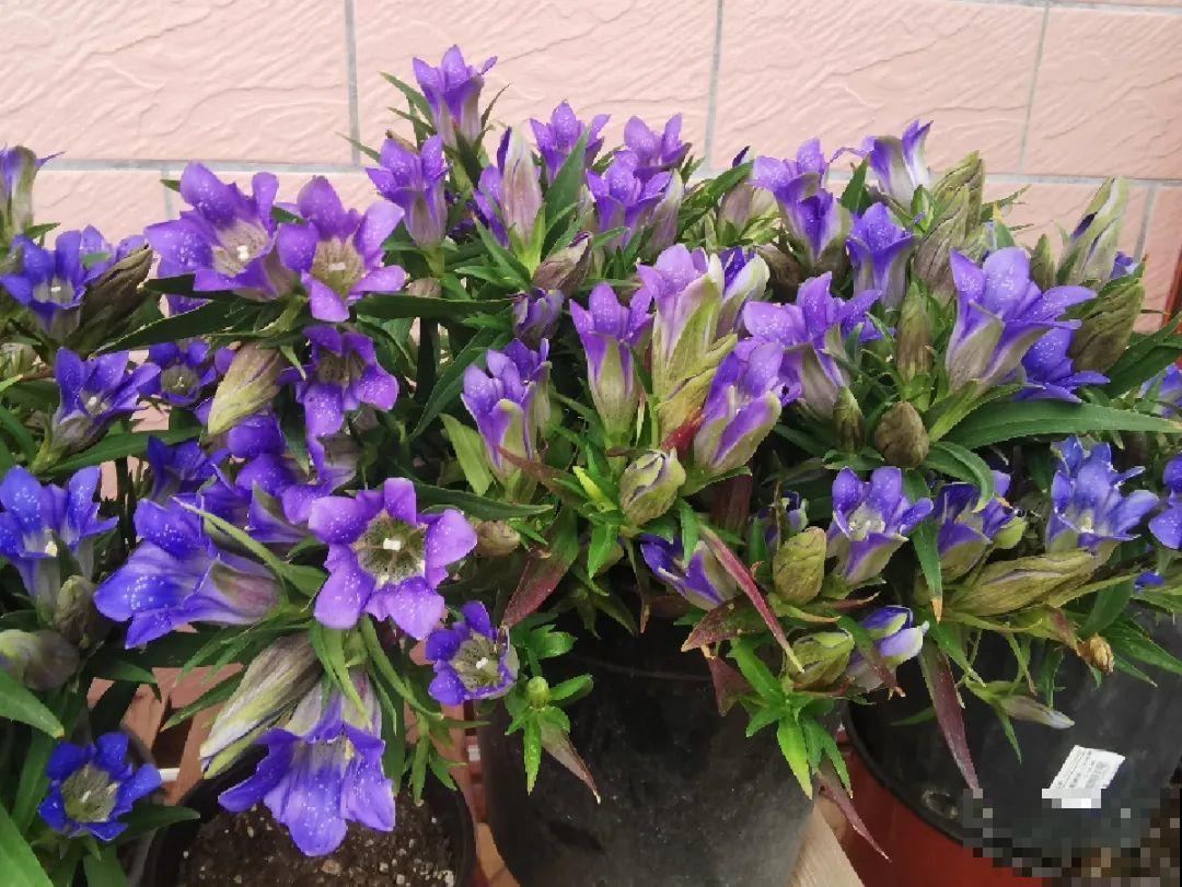 天冷才开的龙胆花，爆了上百朵，零度之下照样美！