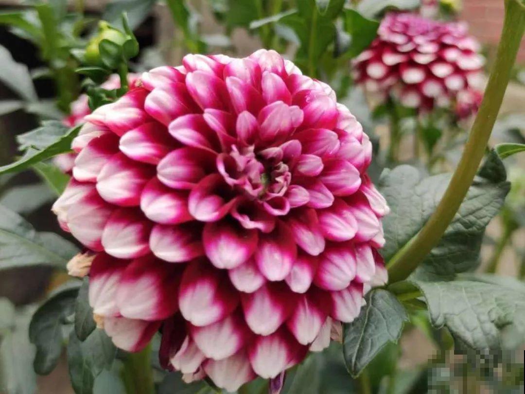 你在哪个城市，最适合养的花就是它！