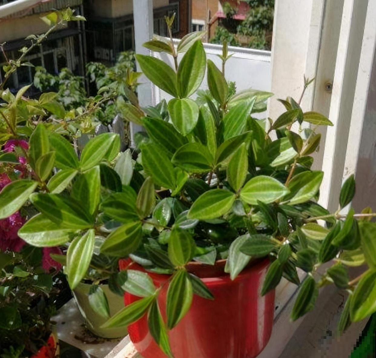 家里养盆钻石翡翠，叶片绿油油，摆在窗边特好看！