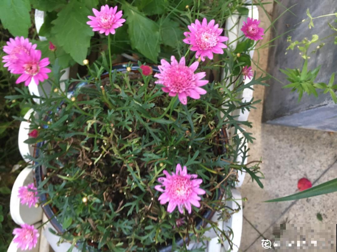 秋天特难养的花，养不活难受，还惹一肚子气！