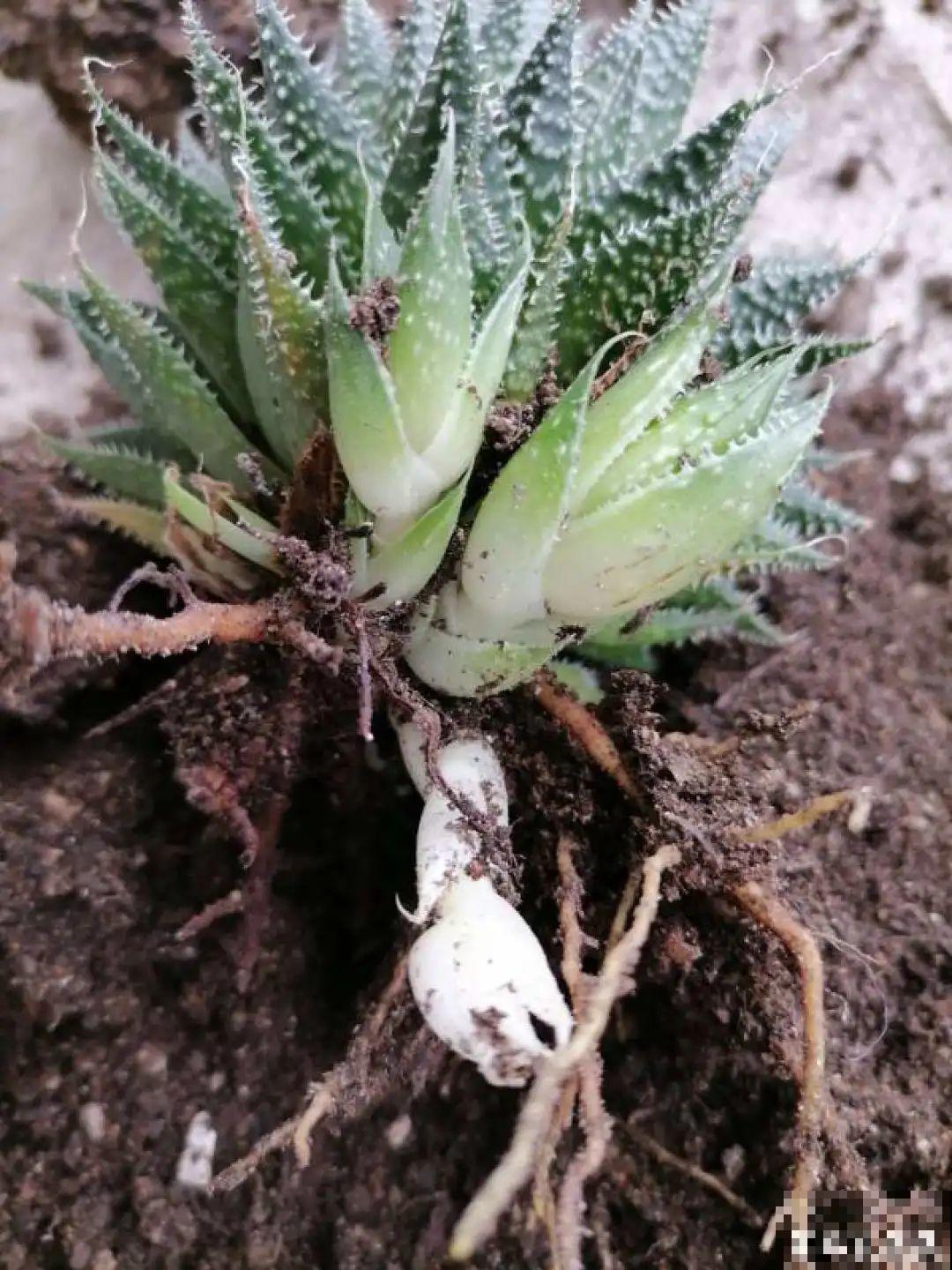 花上长了这个,再不换盆,就要憋死了! 花上长了这个,再不换盆,就要憋死了!