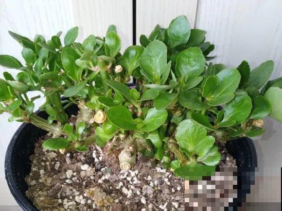 最大的长寿老桩,7年时间,养成盆景! 最大的长寿老桩,7年时间,养成盆景!