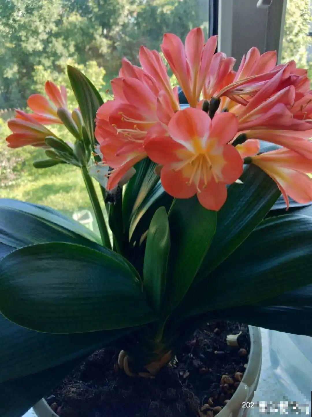 不同花卉耐寒程度不同,要根据品种来养护 不同花卉耐寒程度不同,要根据品种来养护