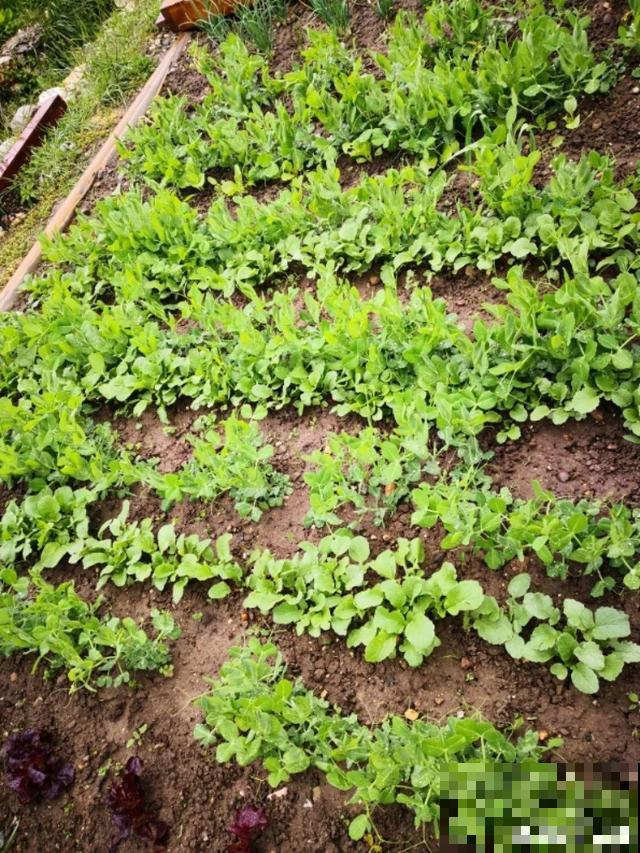 我想有个菜园子,秋天结满新鲜蔬菜,现在正收获! 我想有个菜园子,秋天结满新鲜蔬菜,现在正收获!