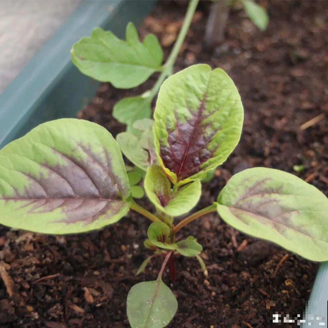 7种花,是天然染色剂,在古代非常名贵! 7种花,是天然染色剂,在古代非常名贵!