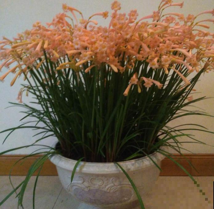 垂筒花适合在家养，香气甜美，闻了就有好心情！