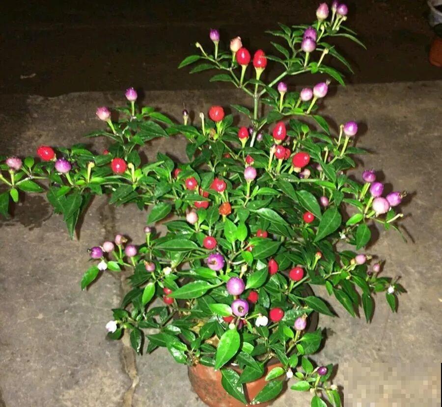 阳台上的小花盆,种上五彩椒,果子好看还能吃! 阳台上的小花盆,种上五彩椒,果子好看还能吃!