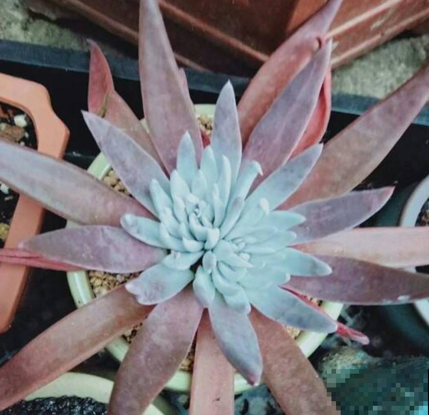 仙女杯养不好？生根太慢，催一催就好！