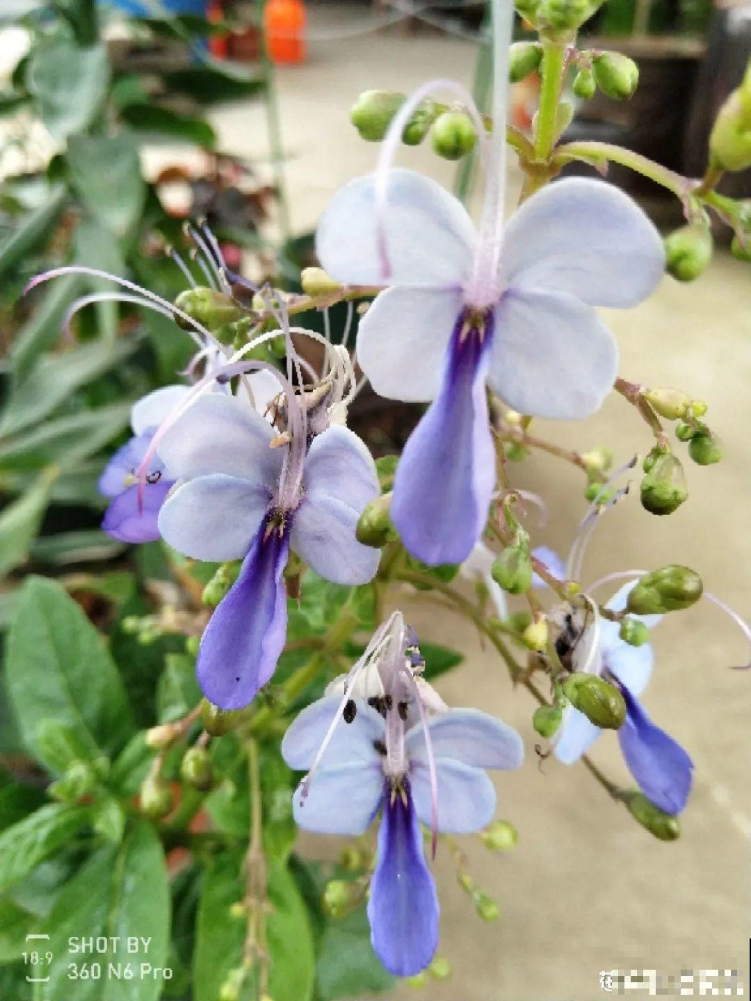 10种小众花，见过的人很少，养一盆特别有面子！
