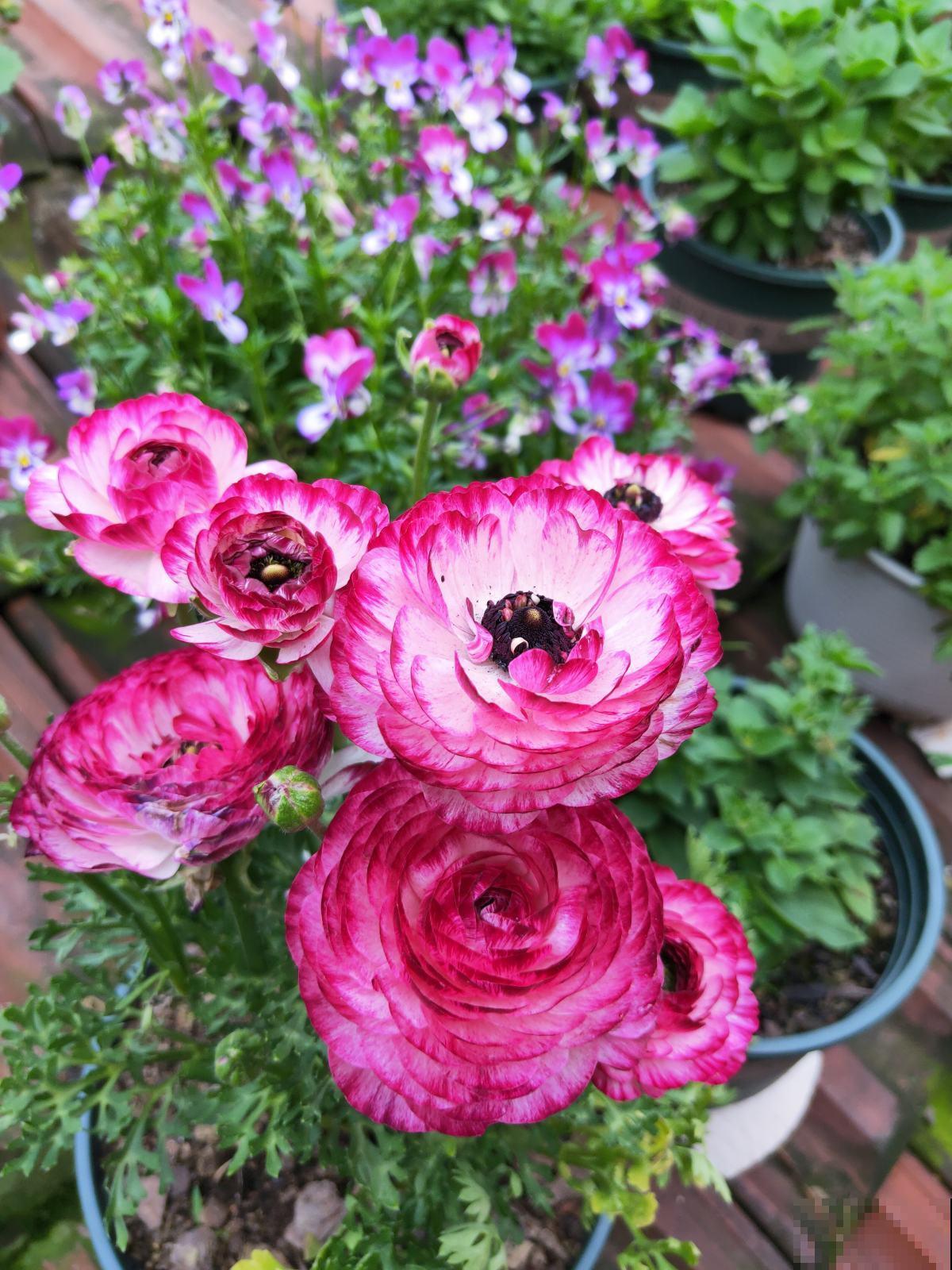 4种花是婚礼常见花，随便选一种都好看，用好了浪漫又唯美