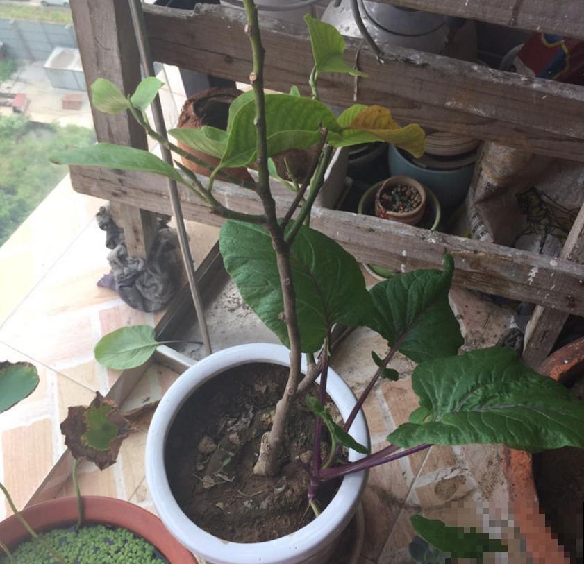 黄角兰特好闻,院子里种一棵,香飘十里! 黄角兰特好闻,院子里种一棵,香飘十里!