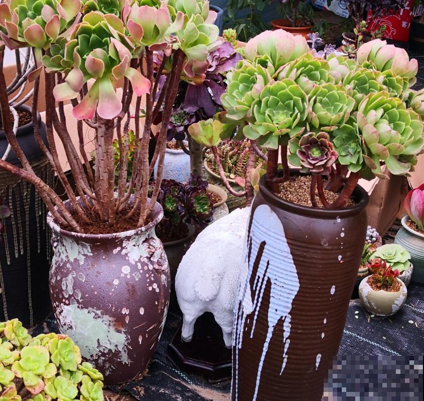 多肉撸叶有讲究，随便一撸，转头和你说拜拜！