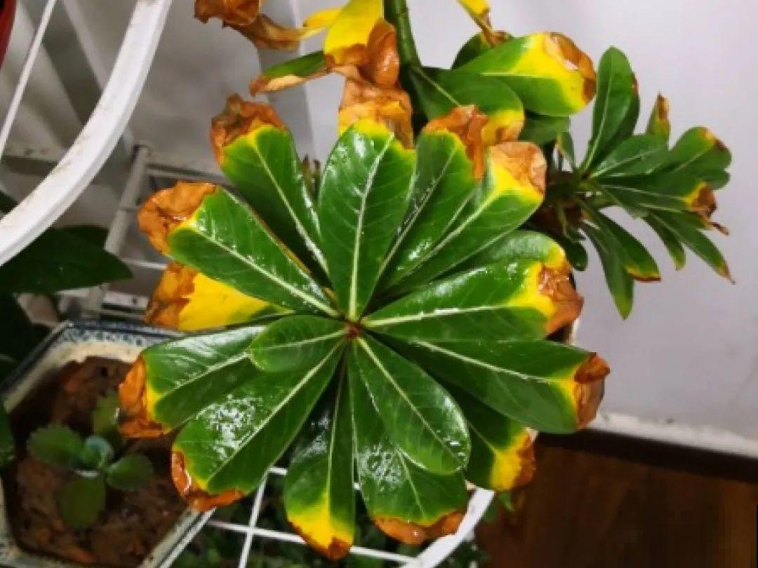 掉叶子第一名,10种花养成光杆,竟然还活着! 掉叶子第一名,10种花养成光杆,竟然还活着!