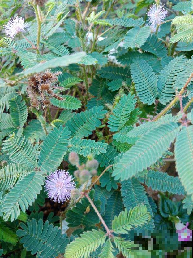 干不死的“九死还魂草”,放水里泡一泡,干草变成绿盆栽 干不死的“九死还魂草”,放水里泡一泡,干草变成绿盆栽