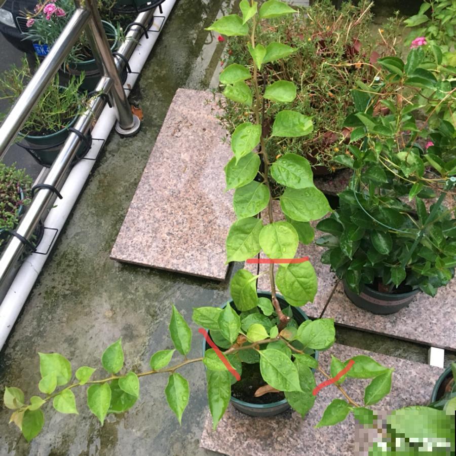 特欠剪的花,越剪越好看,花开不断! 特欠剪的花,越剪越好看,花开不断!