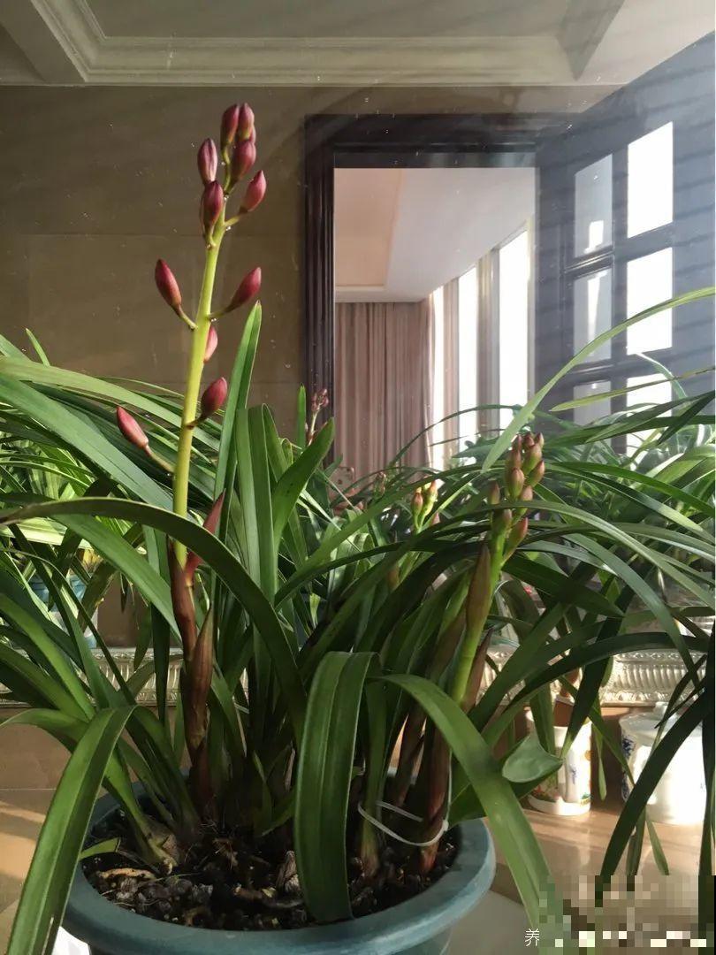 10月养花掐一掐,掐完就来花,盆都塞不下! 10月养花掐一掐,掐完就来花,盆都塞不下!