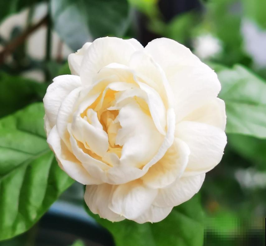 虎头茉莉太霸气,花多大,味道香,茉莉圈里称霸王! 虎头茉莉太霸气,花多大,味道香,茉莉圈里称霸王!