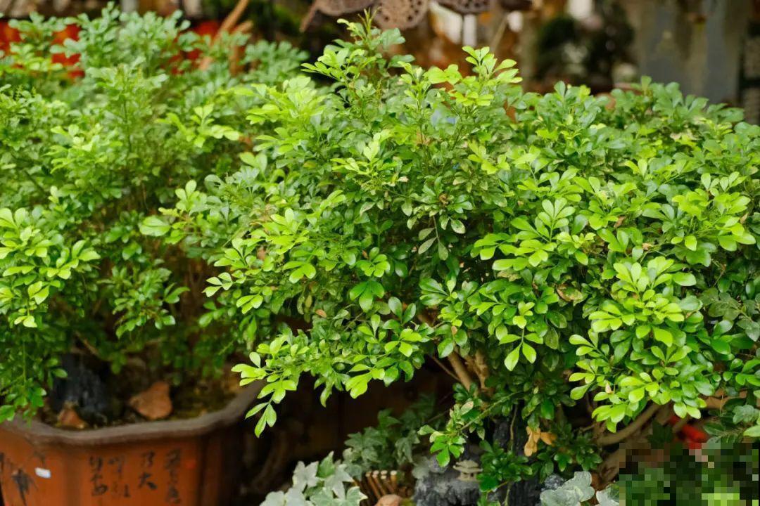 11月,千万别买这种花,养不活惹一肚子气! 11月,千万别买这种花,养不活惹一肚子气!