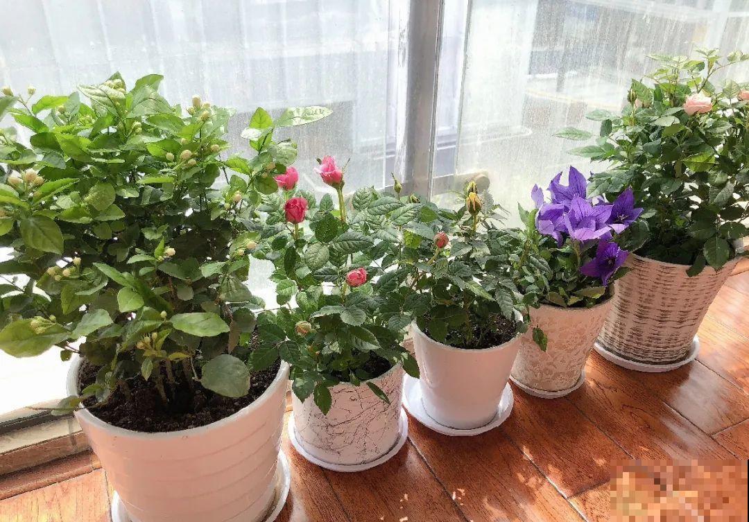 11月，千万别买这种花，养不活惹一肚子气！