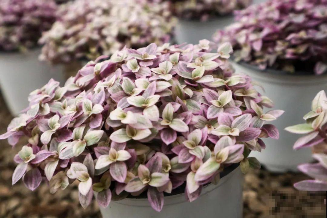 逛花市必买的花，十月入手刚刚好，不买亏大了！