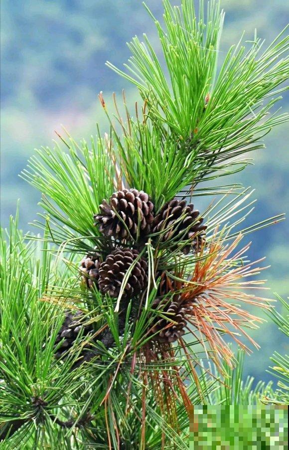 秋日开花多，美景拍下来，留住最美一刻